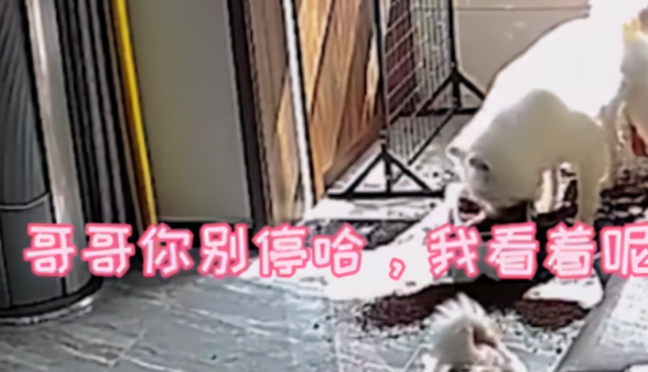 河南狗子合伙拆家，主人无奈透过监控警告，随后狗子反应让人笑了