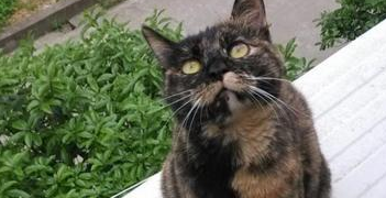 猫妈妈难产将死，医生告知要剖腹产，主人却犹豫了，我们的爱呢？