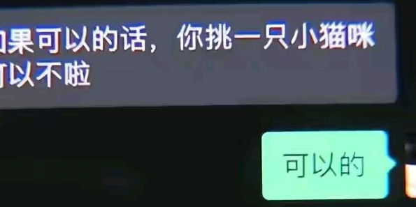 小伙把自家银猫交出去配种生下稀有金猫，说好的条件对方却变卦了