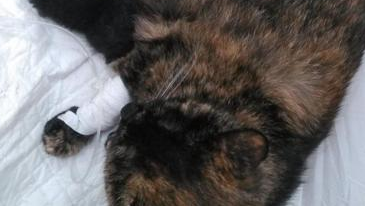 猫妈妈难产将死，医生告知要剖腹产，主人却犹豫了，我们的爱呢？