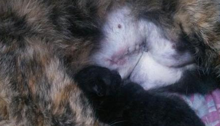 猫妈妈难产将死，医生告知要剖腹产，主人却犹豫了，我们的爱呢？