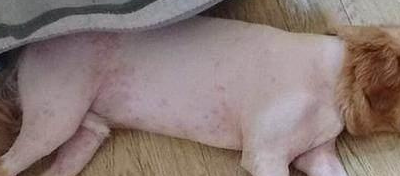 动物剃须突然大笑来袭，哈士奇秒变成哈士驴子，让我笑