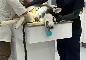 哈士奇舌头被咀嚼球吸住险坏死，急送医麻醉吓坏妈！