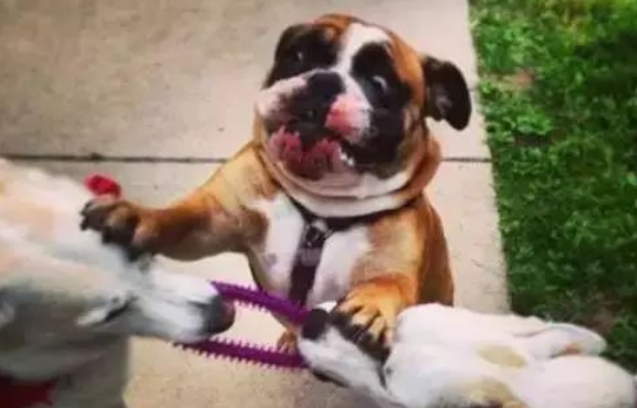 实拍斗牛犬刨腹卸货全过程，狗妈妈身体仿佛被掏空……