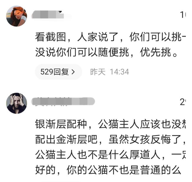 小伙把自家银猫交出去配种生下稀有金猫，说好的条件对方却变卦了