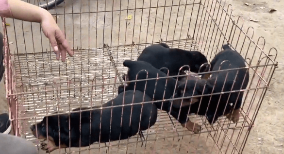 3万买的小狗，10万也不卖，大叔：这可是我们家的看家种犬