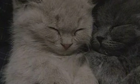 猫咪睡觉的姿势真是绝了，看到它上课打盹，真的不要太可爱