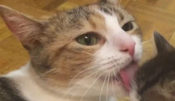 小猫只愿待在猫妈妈身上，一下去就急得大哭，就连猫妈妈都犯愁