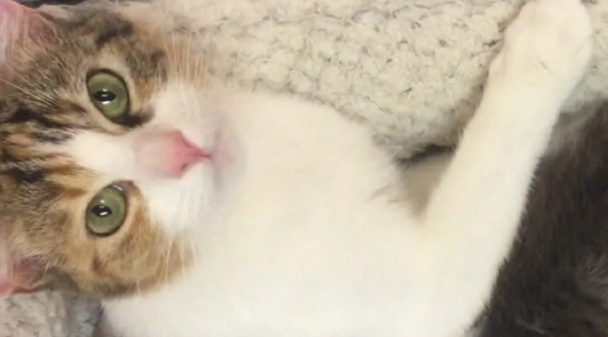 小猫只愿待在猫妈妈身上，一下去就急得大哭，就连猫妈妈都犯愁