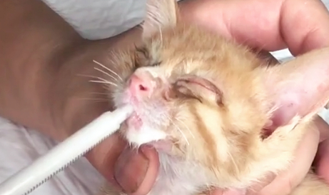 可怜小猫流浪街头，路边病倒无依无靠，女子第一次捡猫就成铲屎官