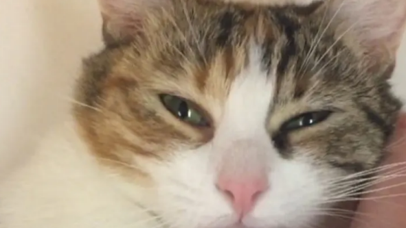 小猫只愿待在猫妈妈身上，一下去就急得大哭，就连猫妈妈都犯愁
