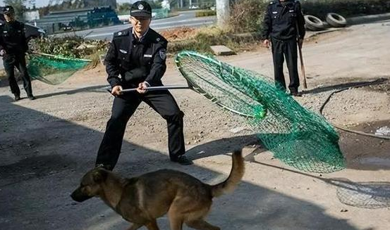 “捕狗”风波席卷全国，多地开启最严抓狗令，爱狗人士却另有担忧