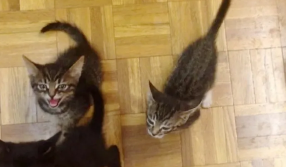 小猫只愿待在猫妈妈身上，一下去就急得大哭，就连猫妈妈都犯愁
