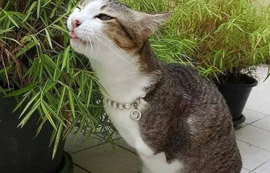 猫真的有九条命吗？！它失去两条前腿，却意外捡回一条命...