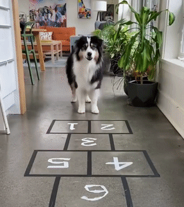 “救命，同样都是牧羊犬，可这货为啥看着哈里哈气的？”