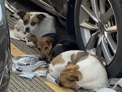 三只流浪狗在停车场，把车衣咬烂当成了床单，心疼车主又心疼它们 