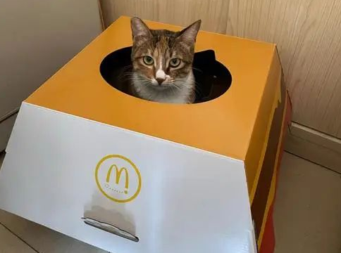 从“儿童套餐”到“萌宠套餐”,宠物如何占领营销新赛道? 从“儿童套餐”到“萌宠套餐”,宠物如何占领营销新赛道?