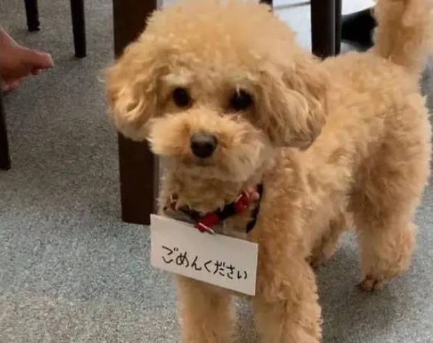狗子喜欢偷窥美容师，主人就给它挂了个牌……引全场爆笑！