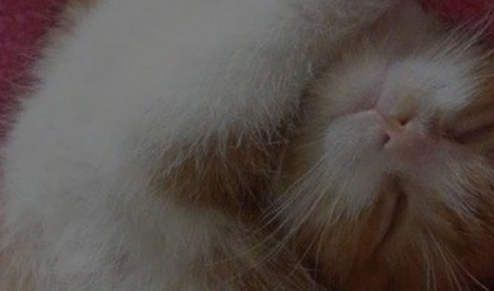 猫咪睡觉的姿势真是绝了，看到它上课打盹，真的不要太可爱