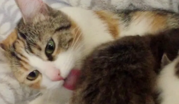 小猫只愿待在猫妈妈身上，一下去就急得大哭，就连猫妈妈都犯愁