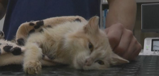 超30万只猫死亡！猫冠状病毒蔓延“猫岛” 致死率约90%
