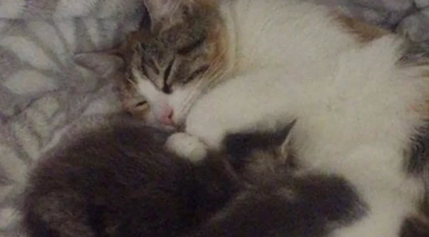 小猫只愿待在猫妈妈身上，一下去就急得大哭，就连猫妈妈都犯愁
