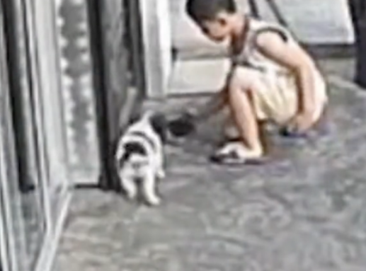 小狗刚被主人遗弃在马路上，它就给自己找了个新家，真是幸运啊！