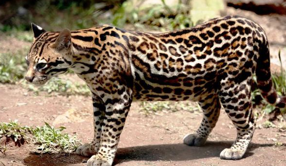 稀罕！芦山太平首次发现珍惜动物豹猫！