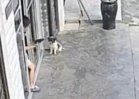 小狗刚被主人遗弃在马路上，它就给自己找了个新家，真是幸运啊！