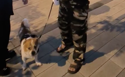 没拴绳的狗和自家狗打架，主人去拉架又被它咬伤，事后对方不承认