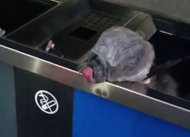 狗狗的头被套塑料袋四肢绑住，路过好心人接力救助，还幸运被收养