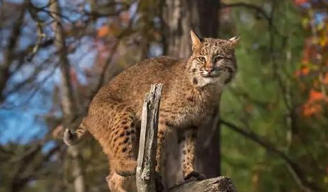 稀罕！芦山太平首次发现珍惜动物豹猫！