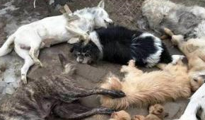 可以不爱，但请不要伤害，毒死宠物狗是要负法律责任的