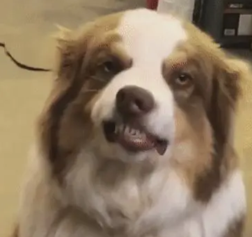 “救命，同样都是牧羊犬，可这货为啥看着哈里哈气的？”