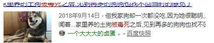 可以不爱，但请不要伤害，毒死宠物狗是要负法律责任的