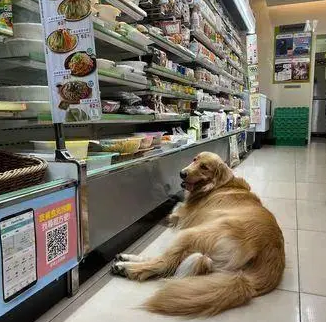 带大金毛去逛便利店，这货躺下不肯走了：全家就是我家！