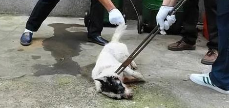 “捕狗”风波席卷全国，多地开启最严抓狗令，爱狗人士却另有担忧