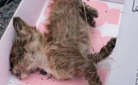 可怜小猫流浪街头，路边病倒无依无靠，女子第一次捡猫就成铲屎官
