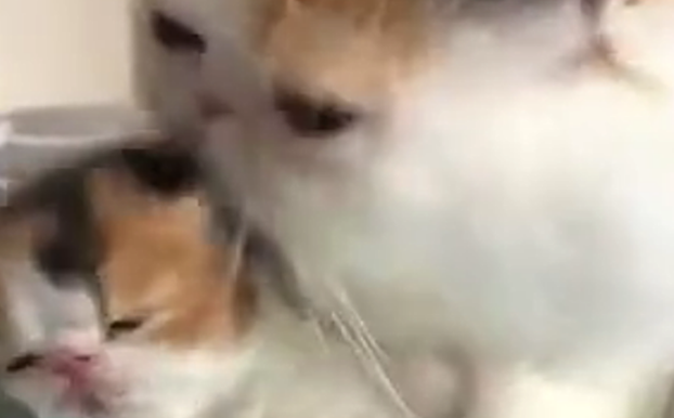 母猫宠爱猫崽，抱着猫崽不停舔，网友：劈头盖脸的母爱……