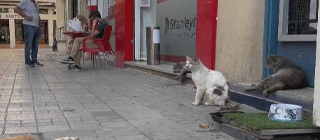 超30万只猫死亡！猫冠状病毒蔓延“猫岛” 致死率约90%