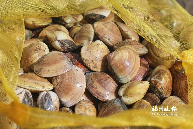 福州人餐桌添“鲜”意 连江文蛤和沙虫上市