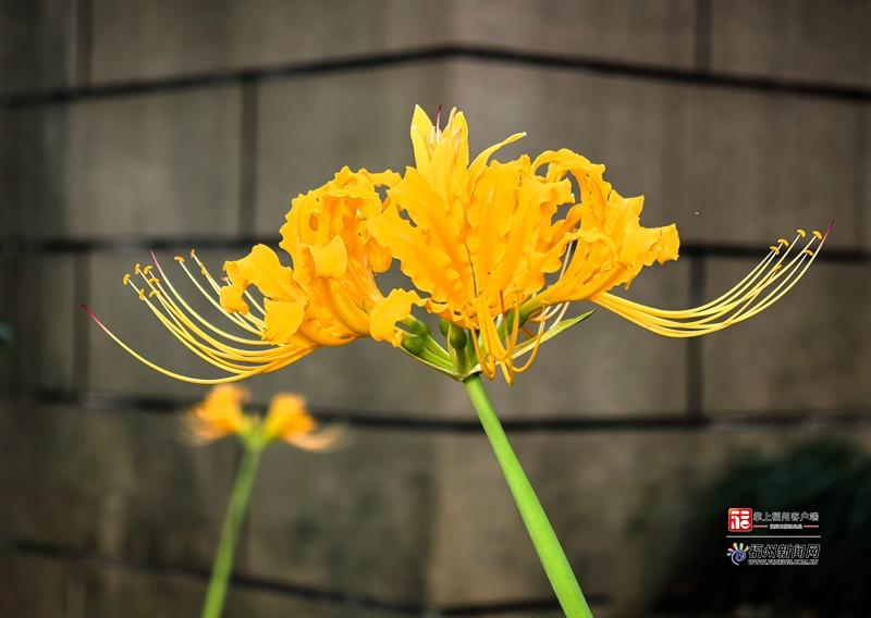 辟谣|石蒜“触碰即中毒”?假的! 辟谣|石蒜“触碰即中毒”?假的!