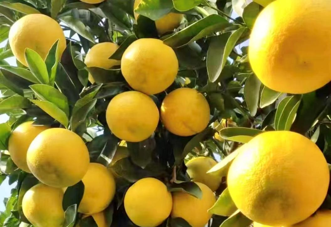 从平和蜜柚到葡萄柚,福建“土特产”如何在拼多多接连爆火? 从平和蜜柚到葡萄柚,福建“土特产”如何在拼多多接连爆火?