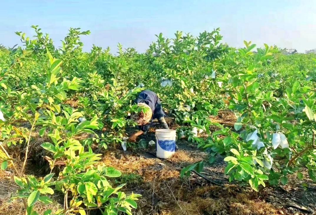 从平和蜜柚到葡萄柚,福建“土特产”如何在拼多多接连爆火? 从平和蜜柚到葡萄柚,福建“土特产”如何在拼多多接连爆火?