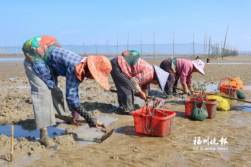 福州人餐桌添“鲜”意 连江文蛤和沙虫上市