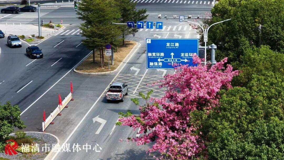 秋日限定！福州这条“粉色大道”，超美！