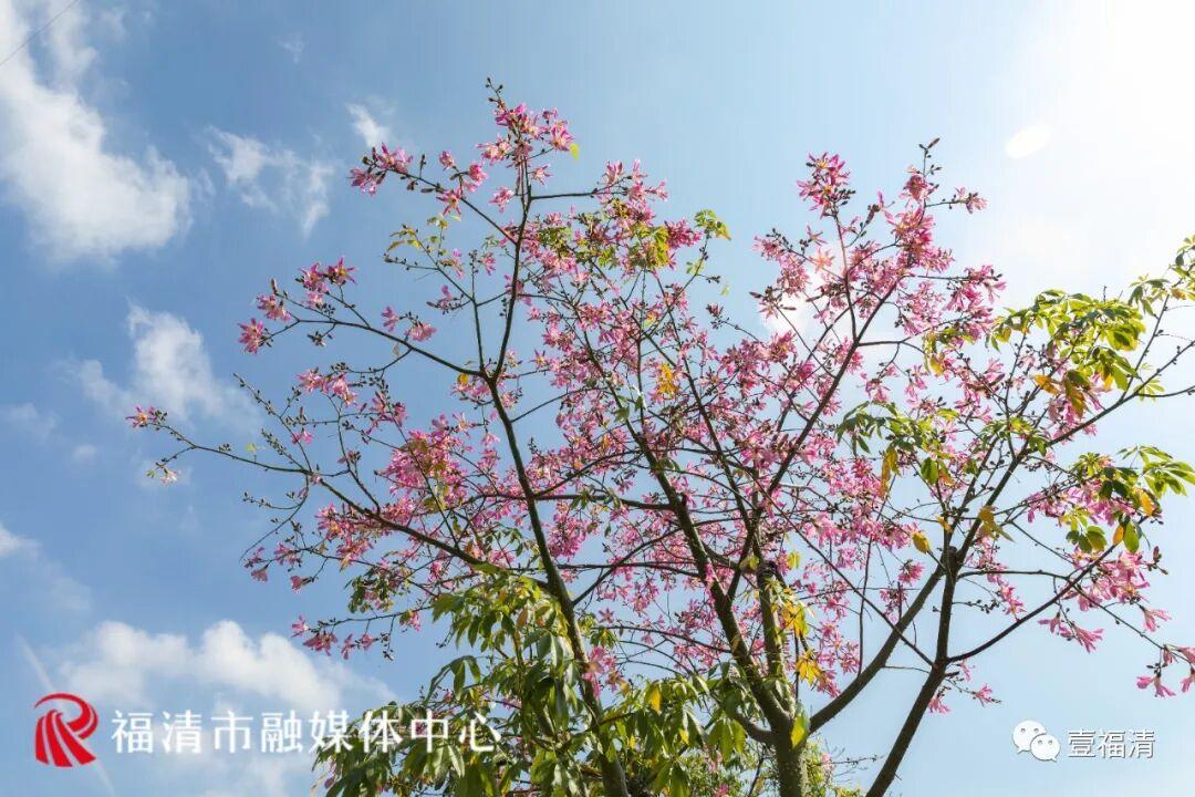 秋日限定！福州这条“粉色大道”，超美！