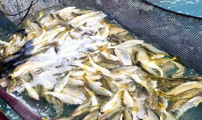 闽人智慧 | 原来，这就是全国“渔状元”的养成秘籍