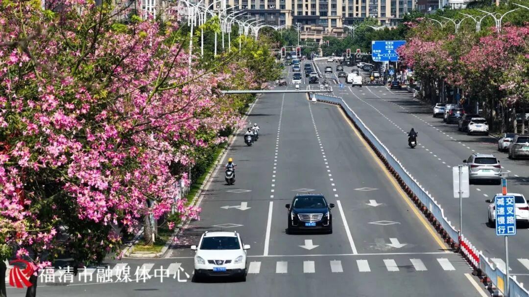 秋日限定！福州这条“粉色大道”，超美！
