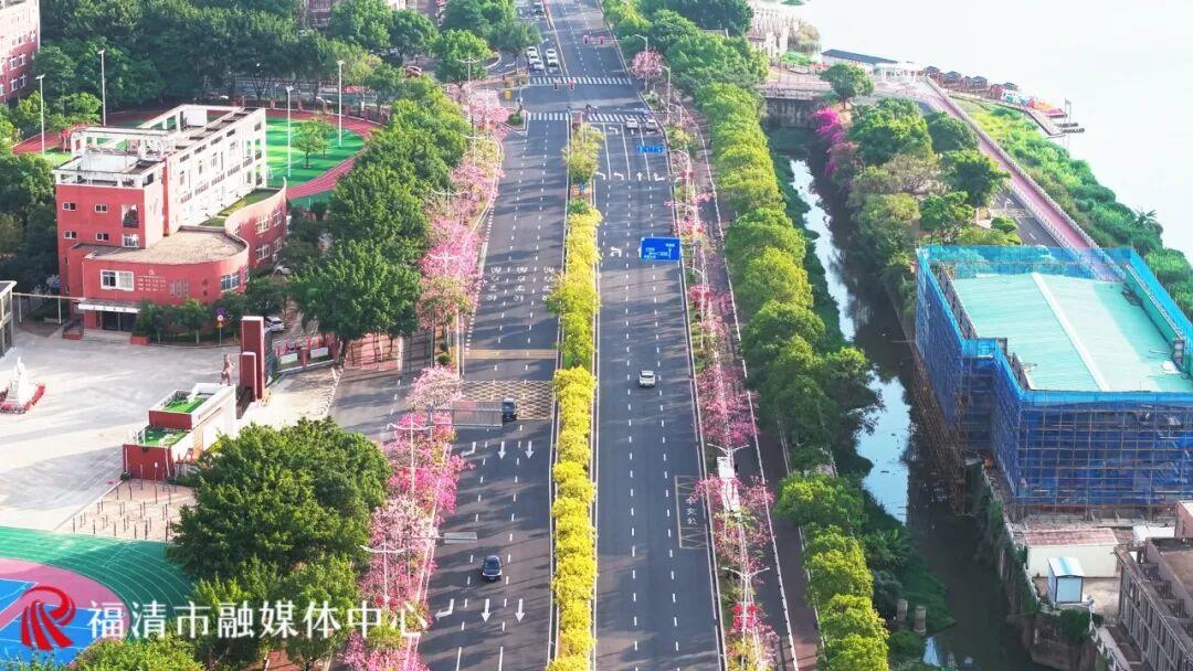 秋日限定！福州这条“粉色大道”，超美！